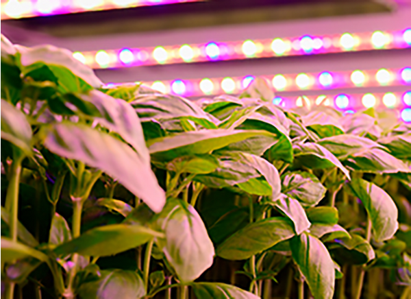 Horticulture Lighting LEDs
