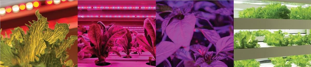 Lumileds LUXEON SunPlus CoB Line LEDs